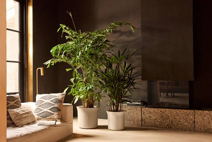 june tulip 40cm greige